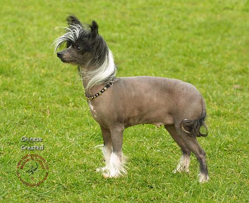 Chinese Crested 8P086D-23.JPG